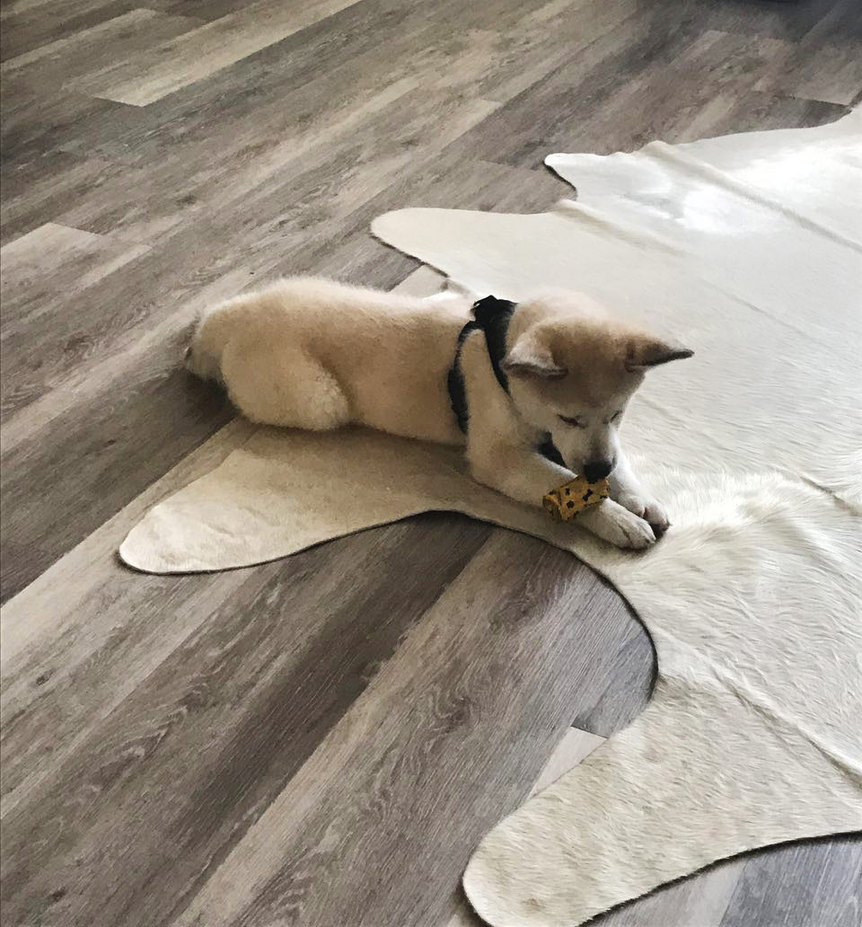 Are cowhide rugs good for cats and dogs?